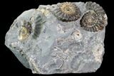 Ammonite (Promicroceras) Cluster - Somerset, England #86226-1